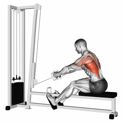Cable Elevated Row exercise targeting Back and Latissimus Dorsi