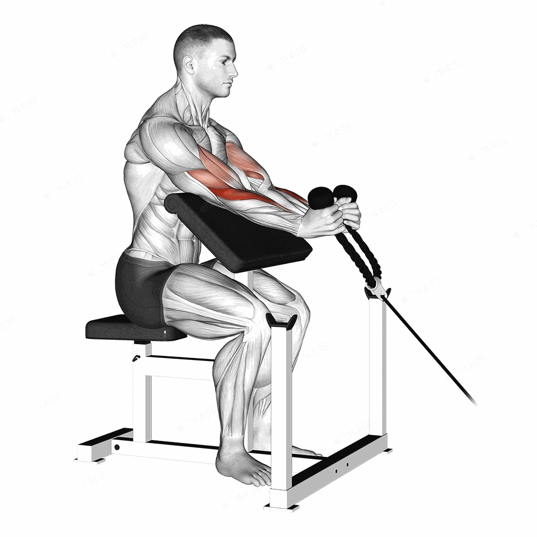 Cable Rope Hammer Preacher Curl exercise targeting Upper Arms
