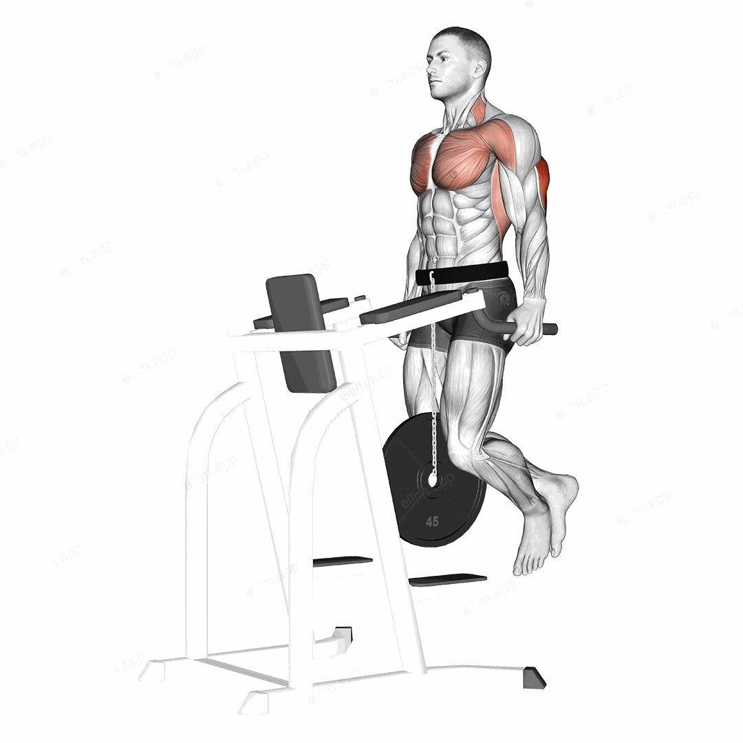 Weighted Tricep Dips exercise targeting Upper Arms and Triceps Brachii