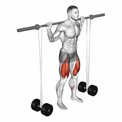 Barbell Banded Squat exercise targeting Gluteus Maximus and Quadriceps