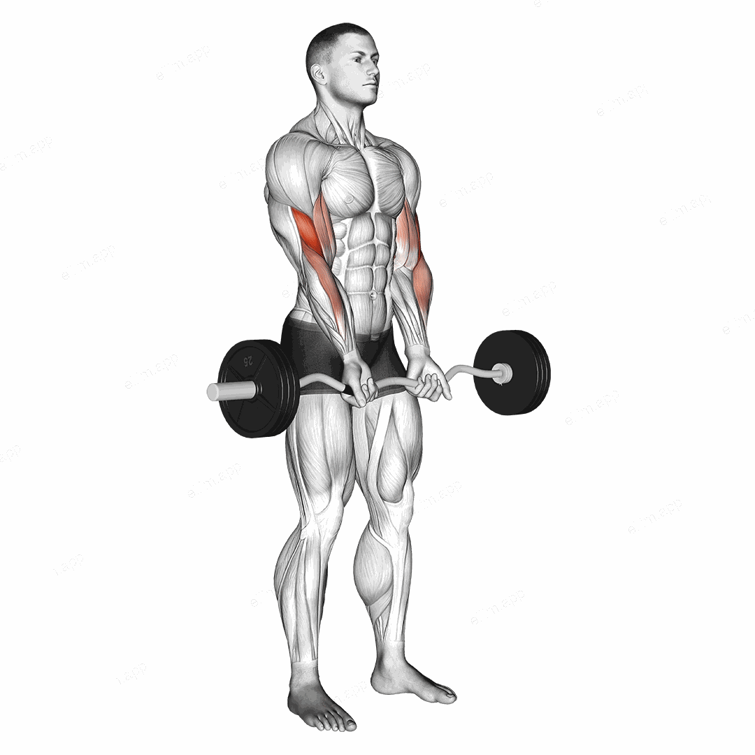 EZ Barbell Close grip Curl exercise targeting Upper Arms