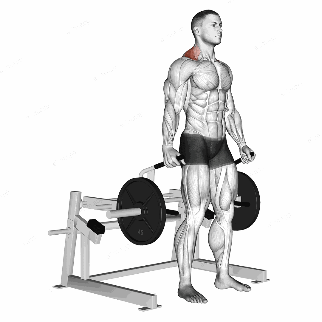 Lever Shrug (plate loaded) exercise targeting Back and Trapezius Upper Fibers