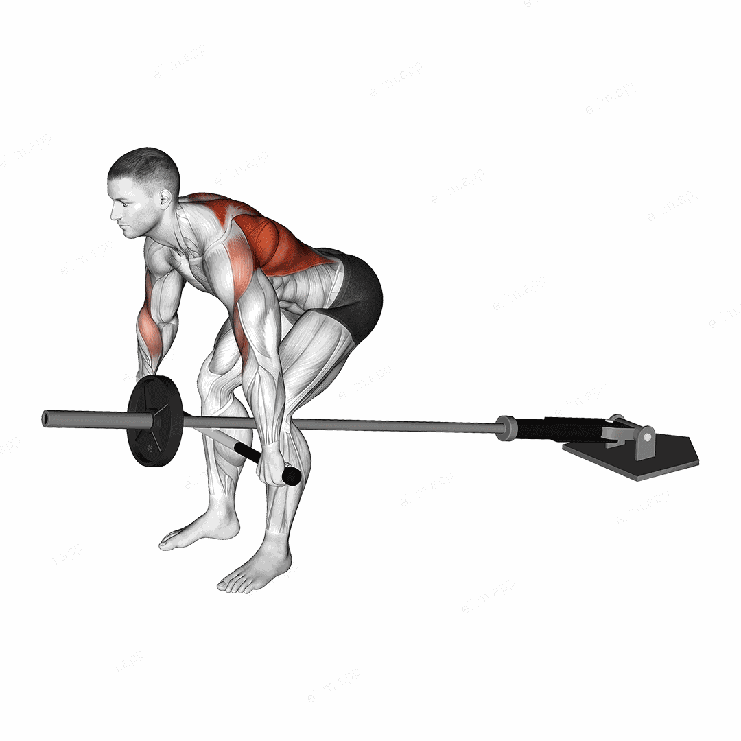 Lever Bent over Wide Row (plate loaded) exercise targeting Back