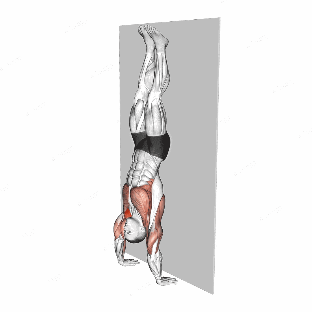 Handstand Hold on Wall exercise targeting Shoulders
