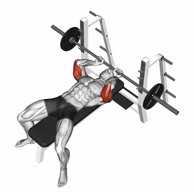 Barbell Lying extension exercise targeting Upper Arms and Triceps Brachii