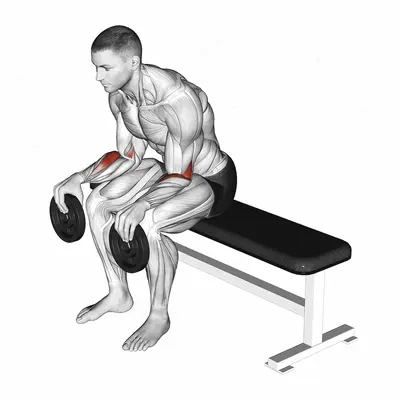 Weighted Seated Supination exercise targeting Forearms and Brachioradialis