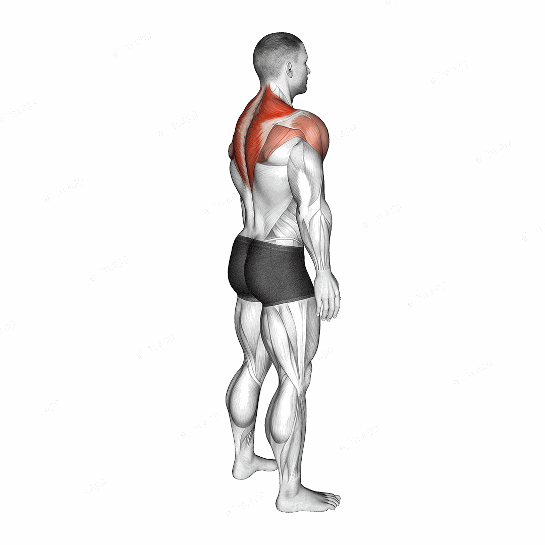 Standing Scapular Rotation exercise targeting Back