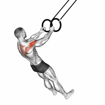 Ring Reverse Fly exercise targeting Shoulders