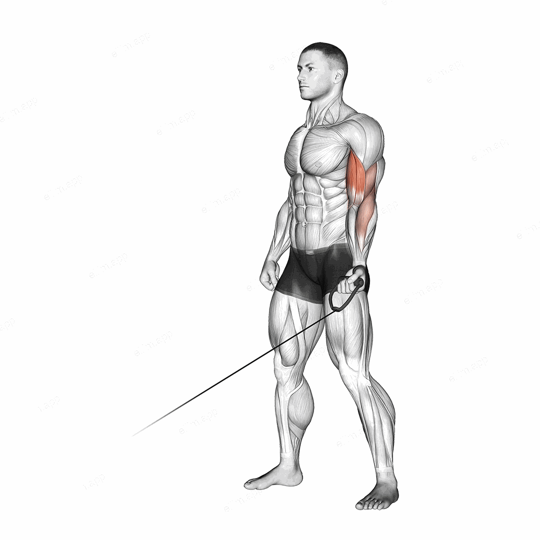 Cable One Arm Curl exercise targeting Upper Arms and Biceps Brachii