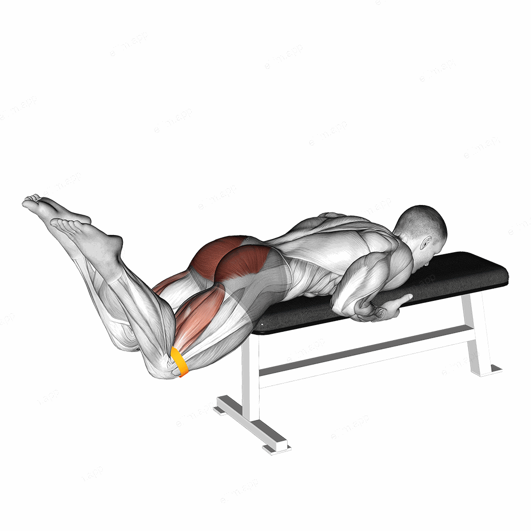 Resistance Band Reverse Hyperextension exercise targeting Hips and Gluteus Maximus