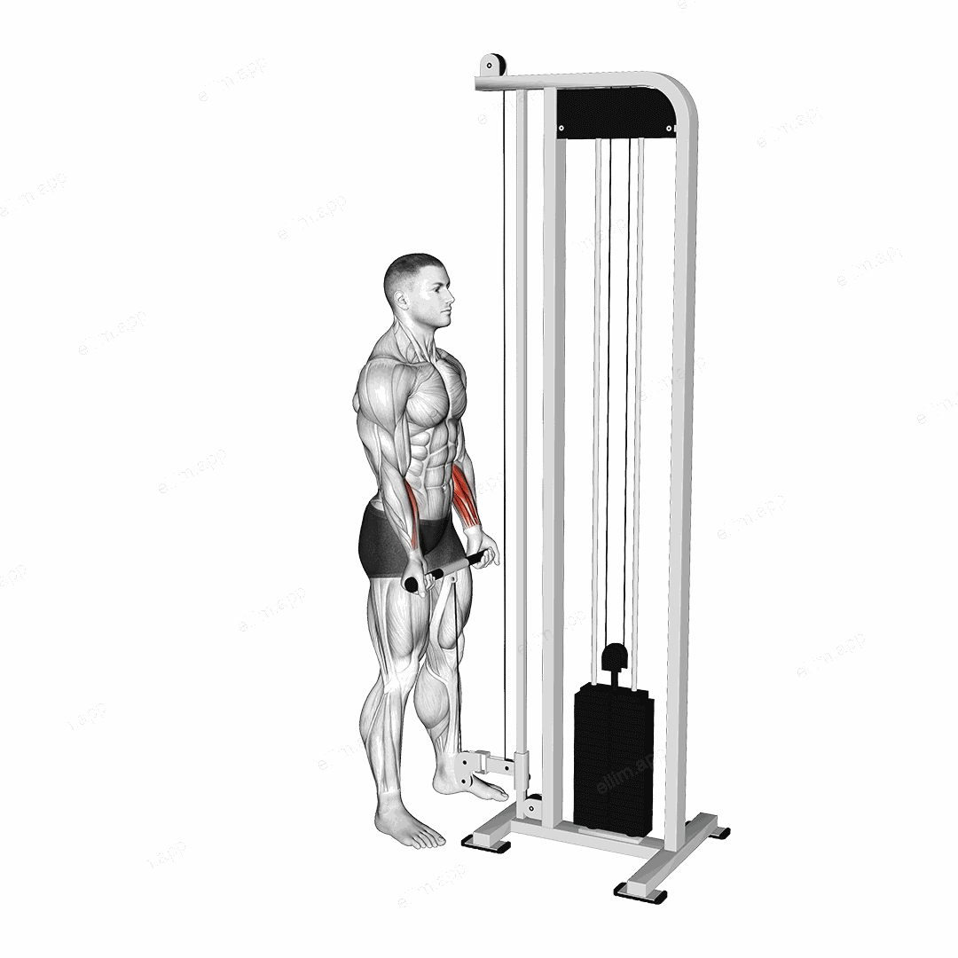 Cable Standing Wrist Curl exercise targeting Forearms