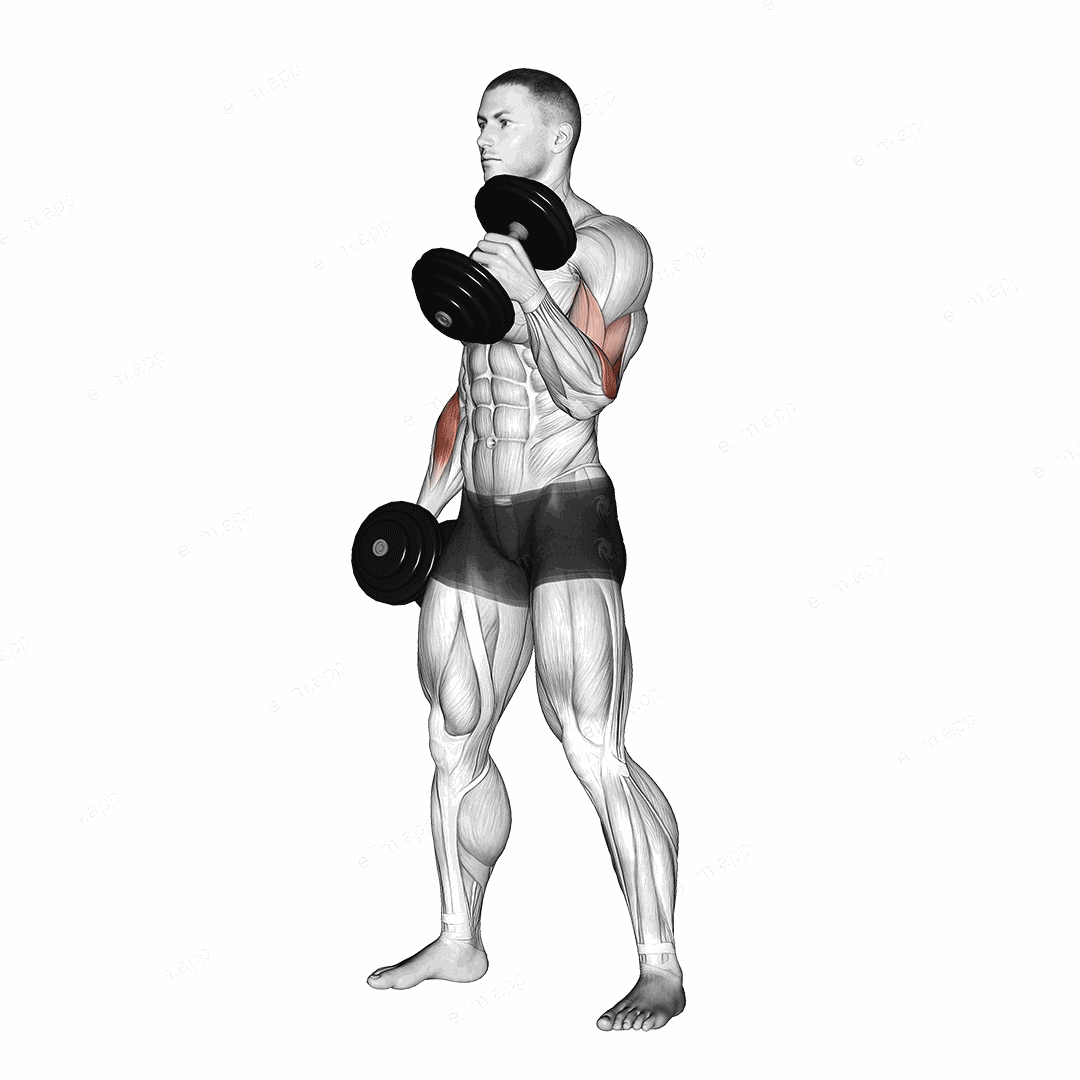 Dumbbell Hammer Curl exercise targeting Upper Arms and Brachioradialis
