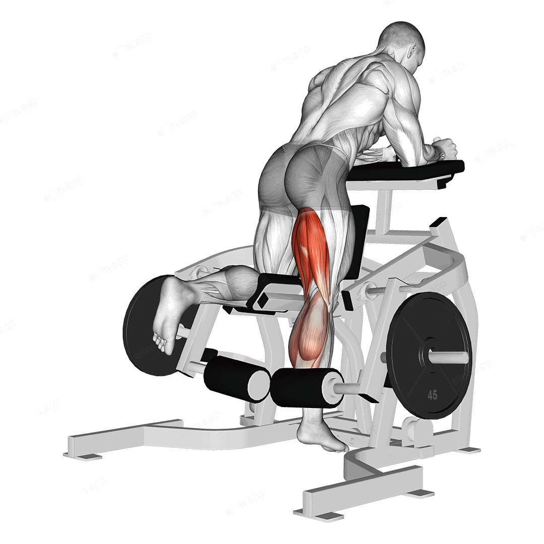 Lever Kneeling Leg Curl (plate loaded) exercise targeting Thighs and Hamstrings