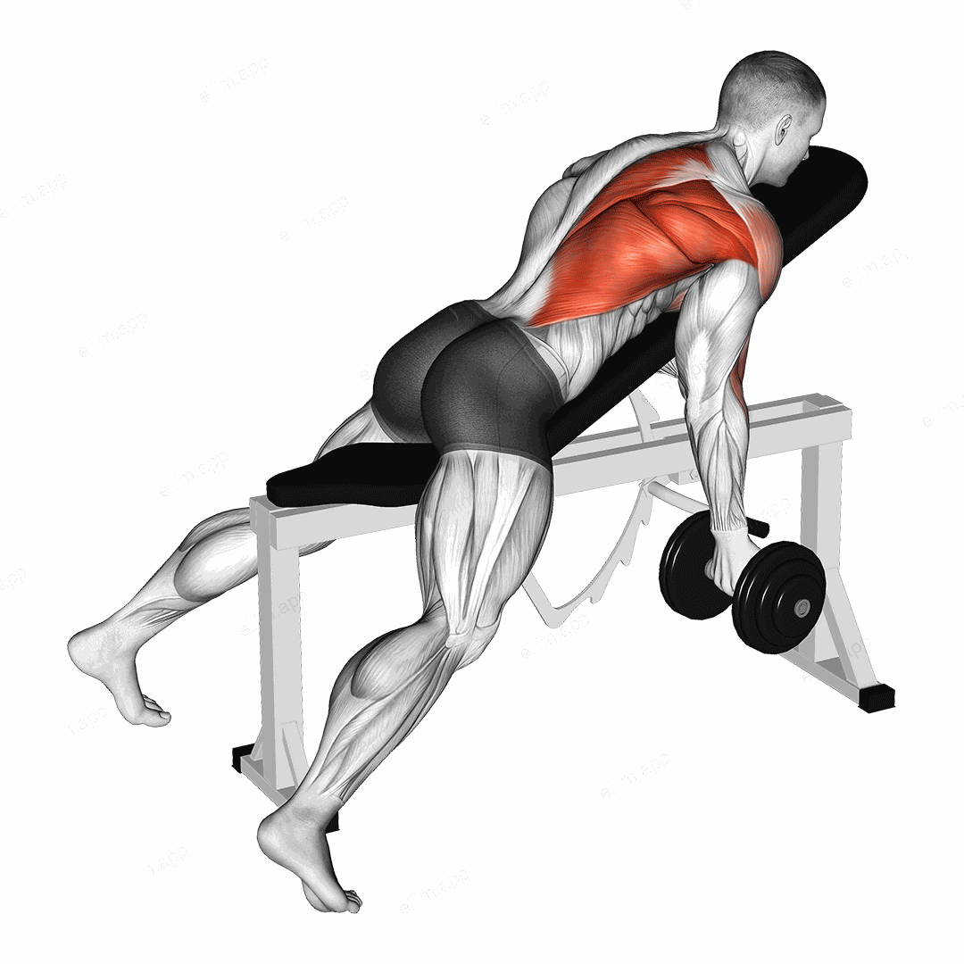 Dumbbell Reverse Grip Incline Bench One Arm Row exercise targeting Back and Infraspinatus