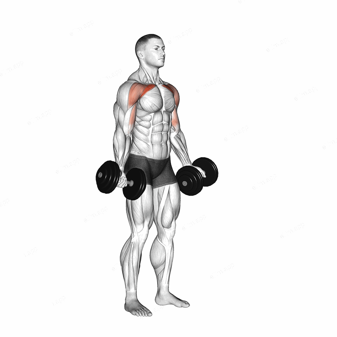 Dumbbell Low Fly exercise targeting Chest and Pectoralis Major Clavicular Head