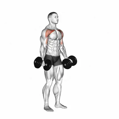 Dumbbell Low Fly exercise targeting Chest and Pectoralis Major Clavicular Head