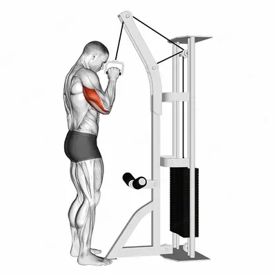 Cable One Arm Tricep Pushdown exercise targeting Upper Arms and Triceps Brachii