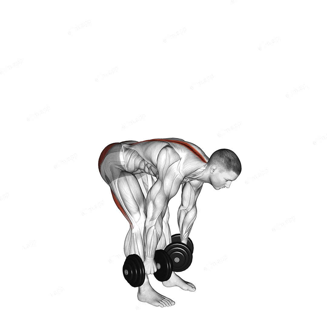 Dumbbell Straight Leg Deadlift exercise targeting Waist and Erector Spinae
