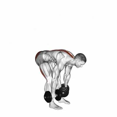 Dumbbell Straight Leg Deadlift exercise targeting Waist and Erector Spinae