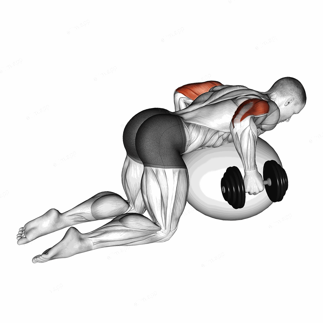 Dumbbell Kickbacks on Exercise Ball exercise targeting Upper Arms