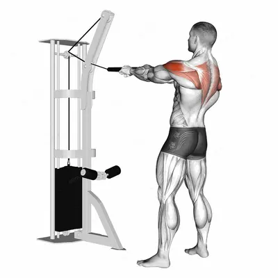 Cable Standing Rear Delt Horizontal Row (with rope) exercise targeting Shoulders and Deltoid Posterior