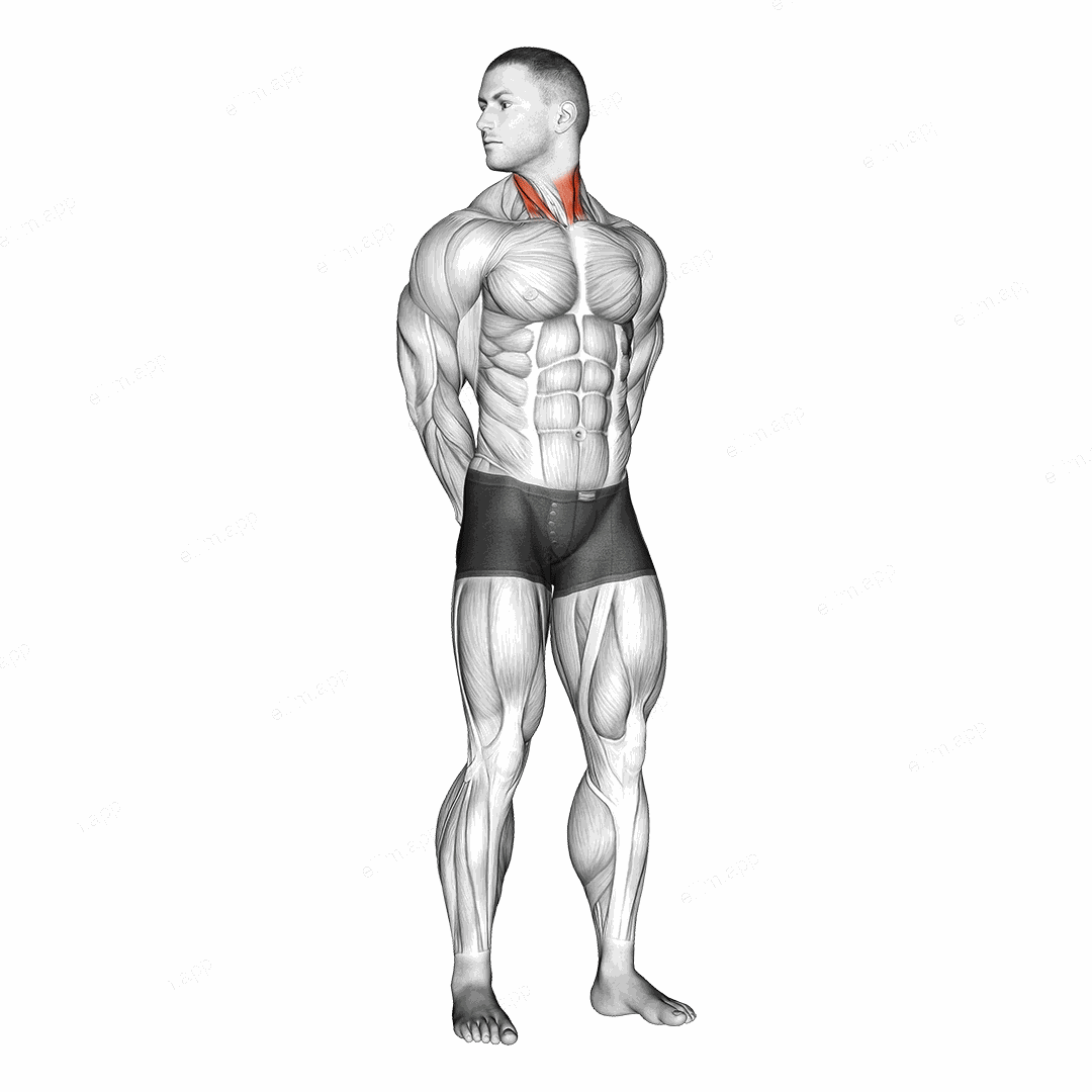 Rotating Neck Stretch exercise targeting Neck