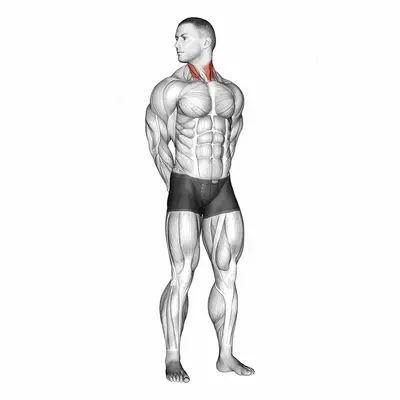 Rotating Neck Stretch exercise targeting Neck