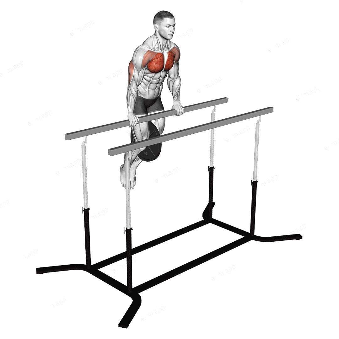 Weighted Straight Bar Dip exercise targeting Chest and Pectoralis Major Clavicular Head