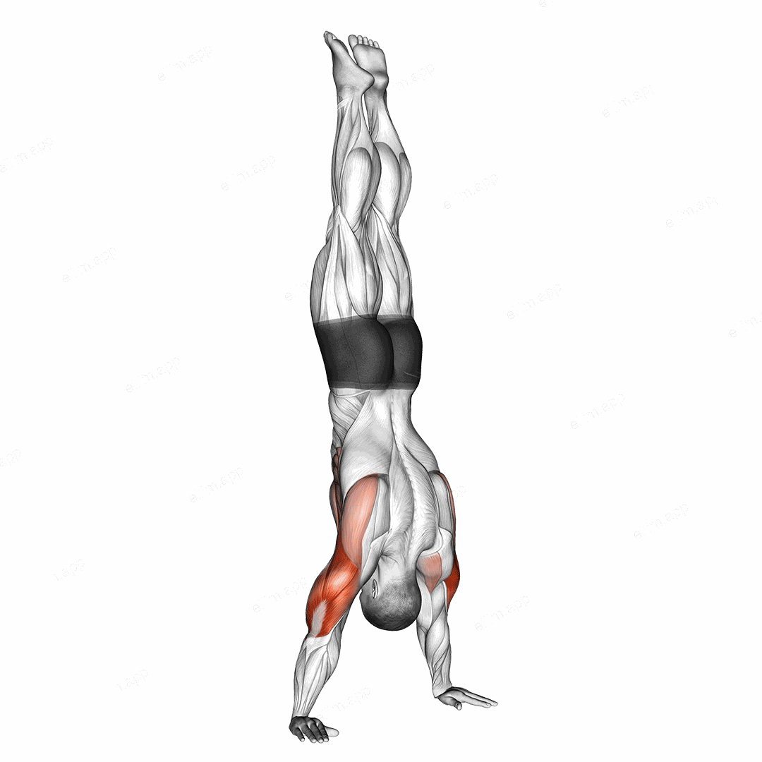 Handstand Push Up exercise targeting Upper Arms