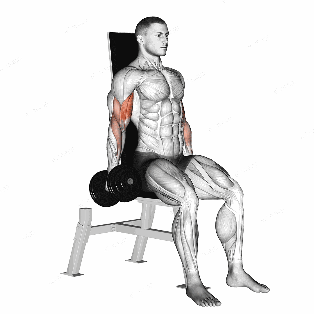 Dumbbell Seated Inner Biceps Curl exercise targeting Upper Arms and Biceps Brachii