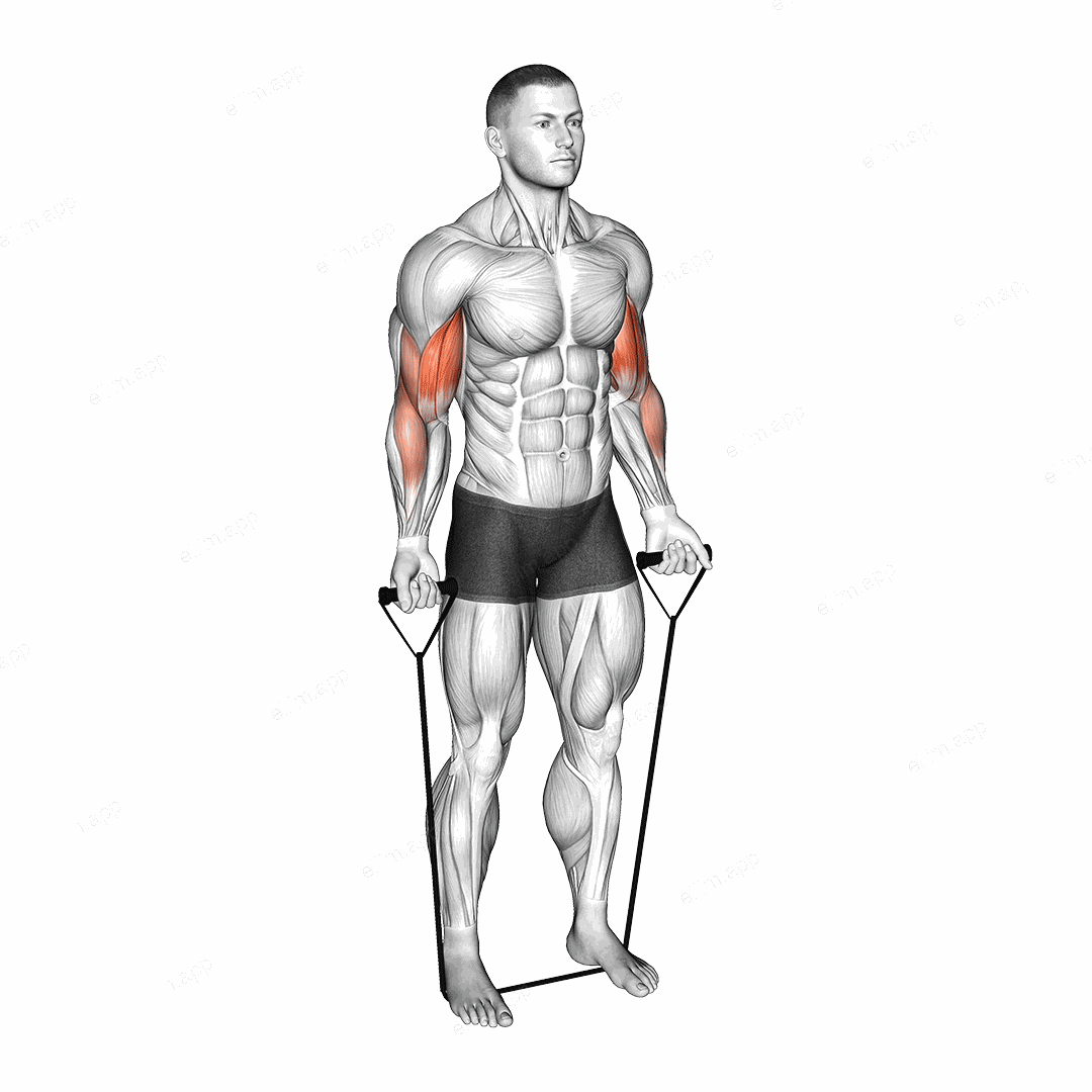 Band Close Grip Biceps Curl exercise targeting Upper Arms and Biceps Brachii