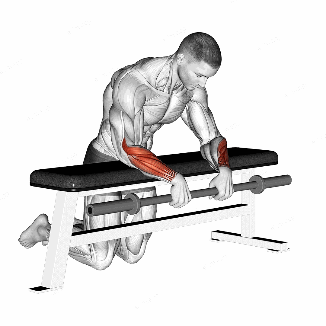 Barbell Palms Down Wrist Curl Over A Bench exercise targeting Forearms and Wrist Extensors