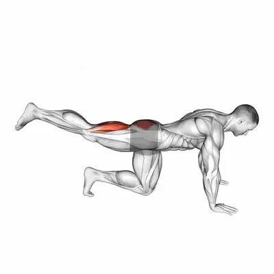 Quadruped Leg Curl exercise targeting Thighs and Hamstrings