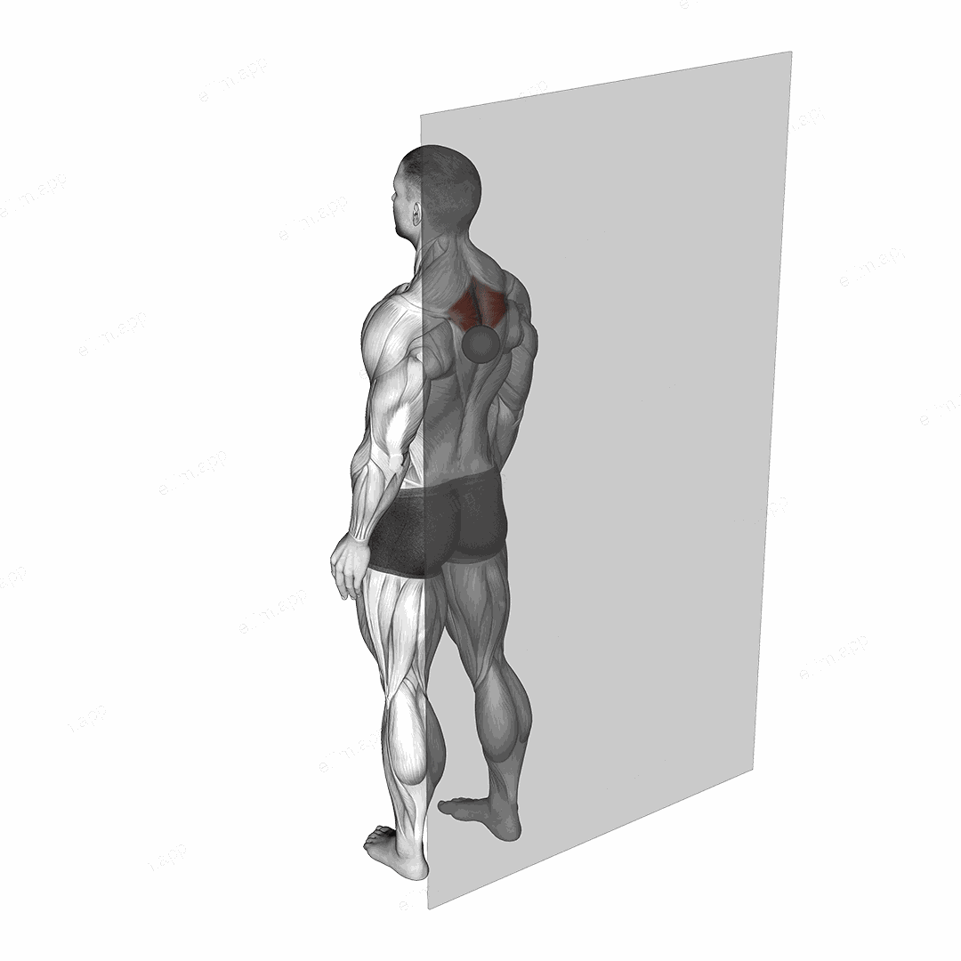 Roll Ball Rhomboid exercise targeting Back