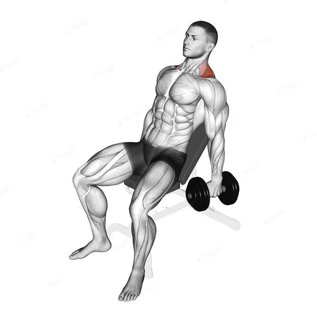 Dumbbell Incline Shrug exercise targeting Back and Trapezius Upper Fibers