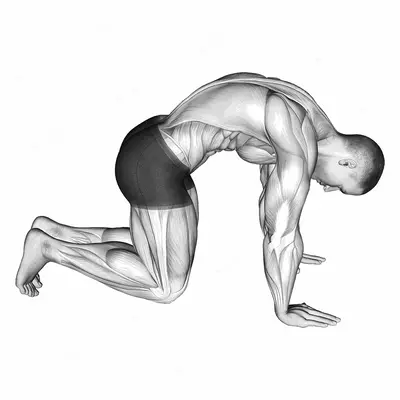 Cat Stretch exercise targeting Back and Erector Spinae