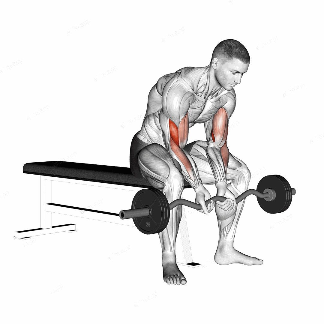 EZ Bar Seated Close Grip Concentration Curl exercise targeting Upper Arms and Brachialis
