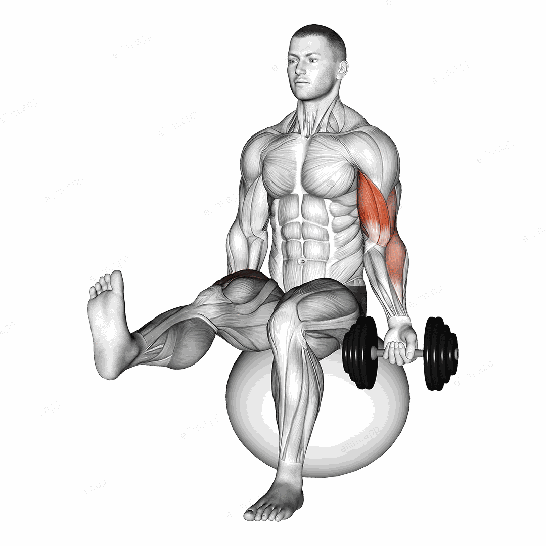 Dumbbell Seated One Arm Bicep Curl on Exercise Ball with Leg Raised exercise targeting Upper Arms