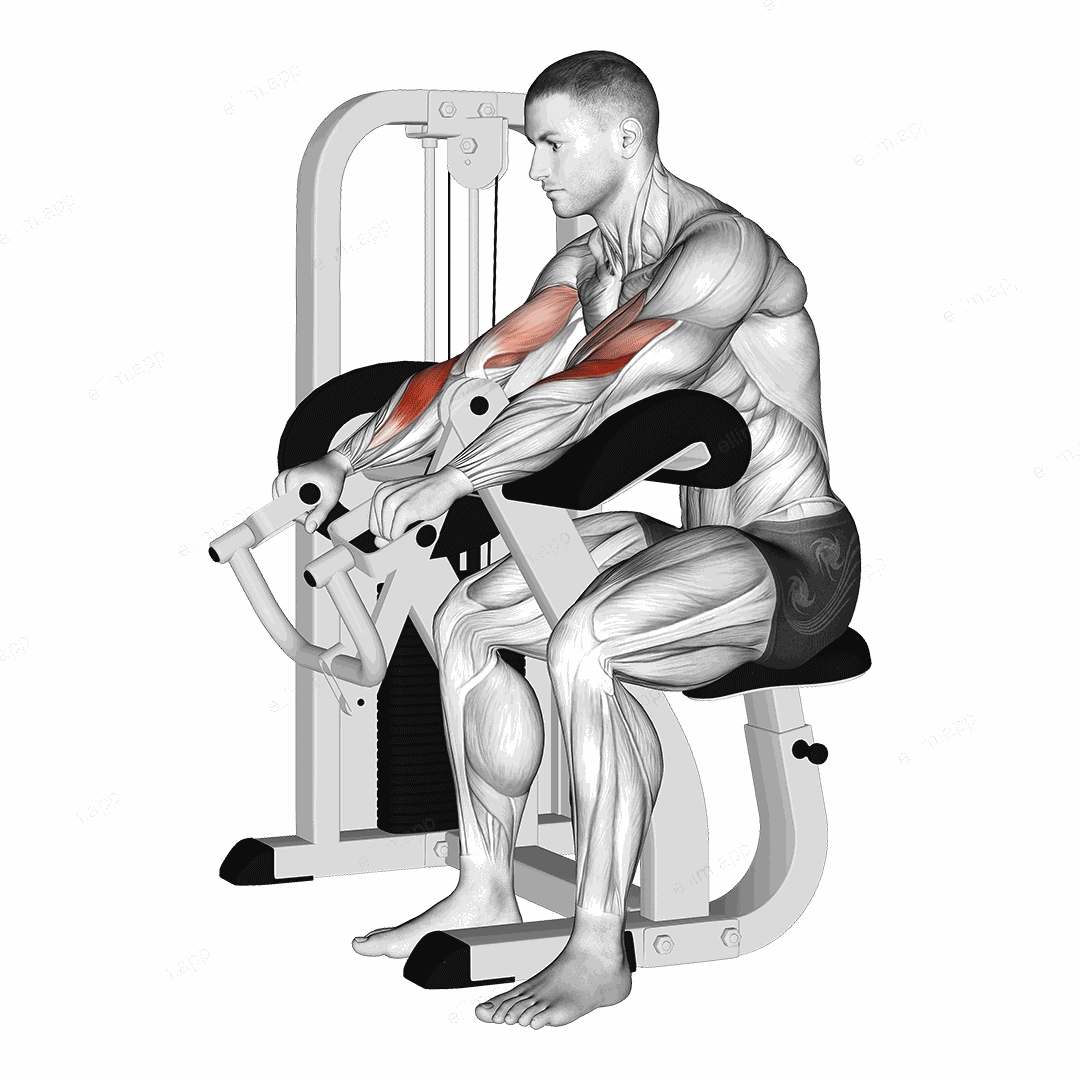Lever Reverse Grip Preacher Curl exercise targeting Upper Arms