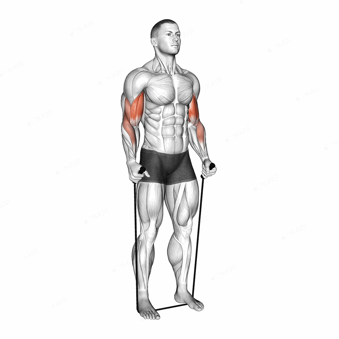 Band Standing Hammer Curl exercise targeting Upper Arms and Brachioradialis