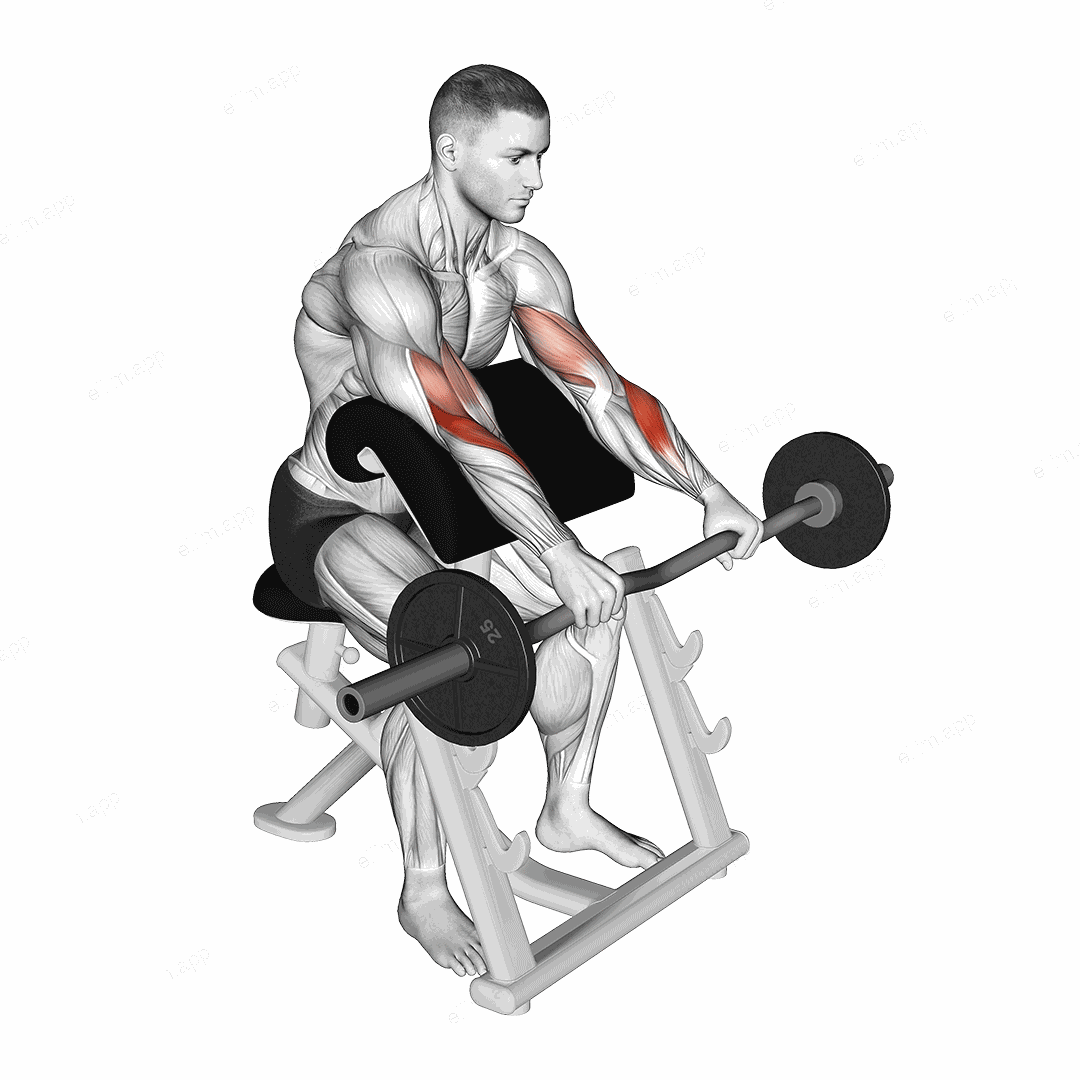 EZ Barbell Reverse grip Preacher Curl exercise targeting Forearms and Brachioradialis