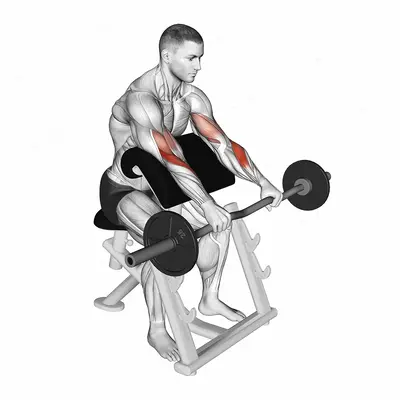 EZ Barbell Reverse grip Preacher Curl exercise targeting Forearms and Brachioradialis