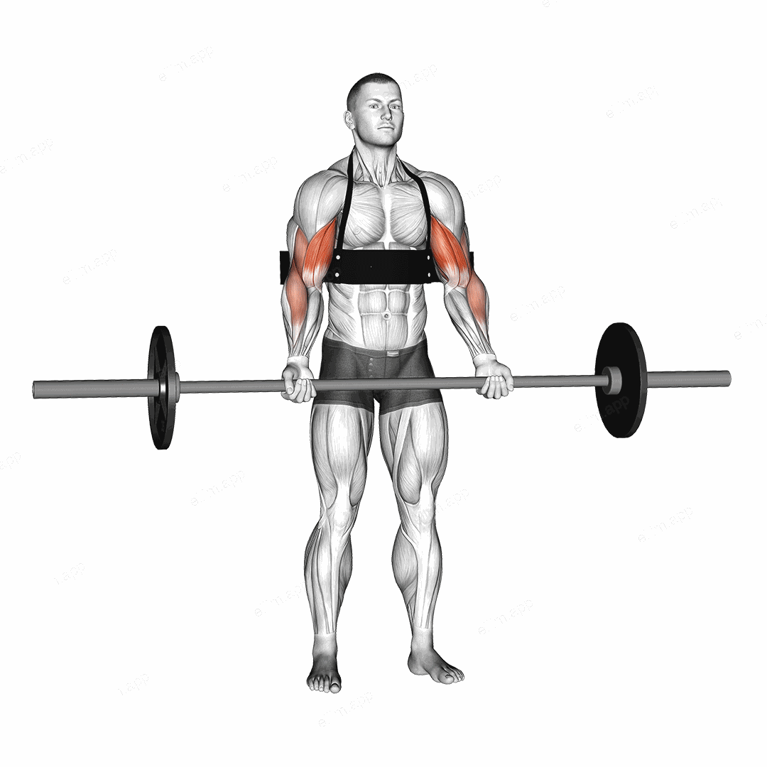 Barbell Biceps Curl (with arm blaster) exercise targeting Upper Arms and Biceps Brachii