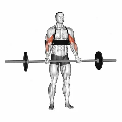 Barbell Biceps Curl (with arm blaster) exercise targeting Upper Arms and Biceps Brachii