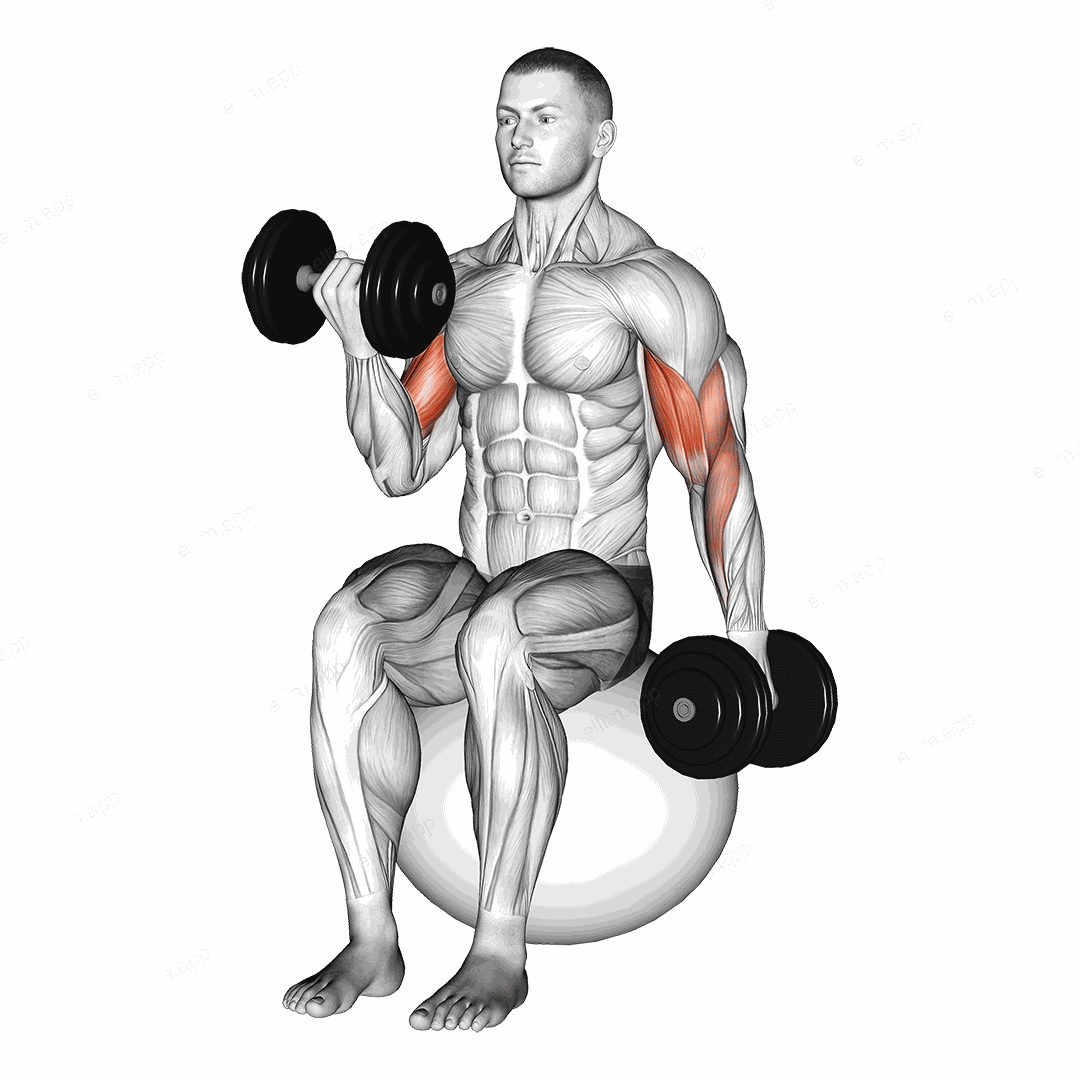 Dumbbell Alternating Seated Bicep Curl on Exercise Ball exercise targeting Upper Arms