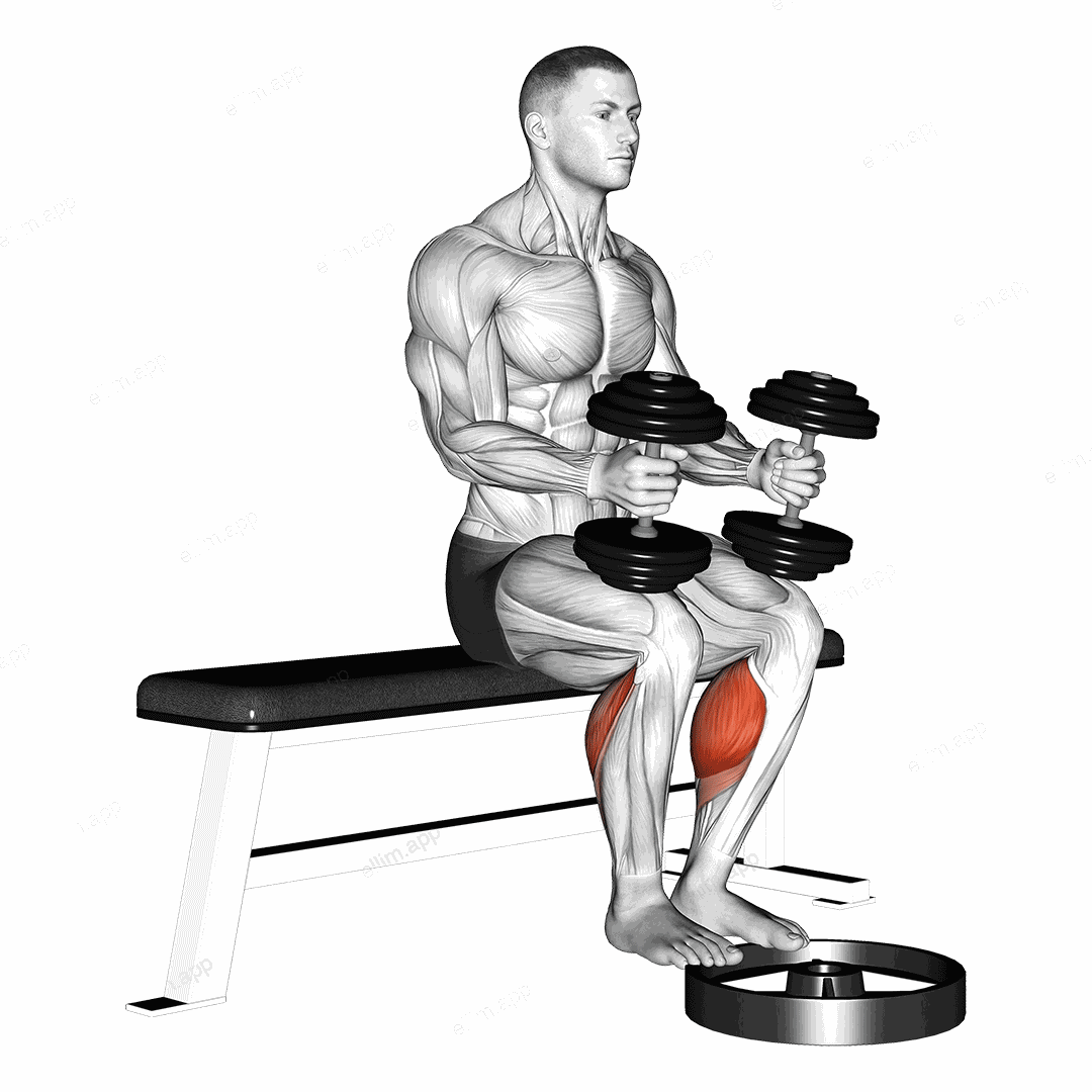 Dumbbell Seated Calf Raise exercise targeting Calves and Gastrocnemius