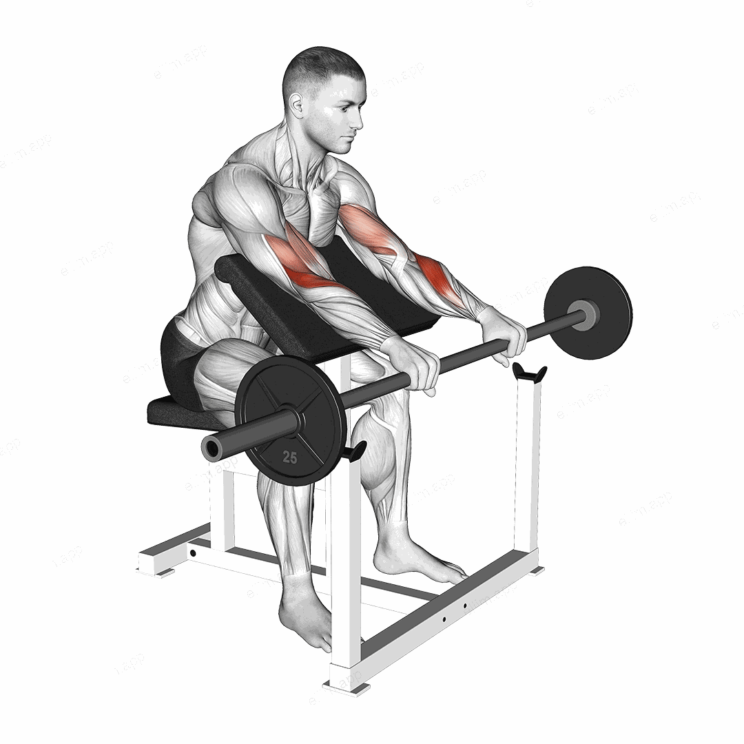 Barbell Reverse Preacher Curl exercise targeting Forearms and Brachioradialis