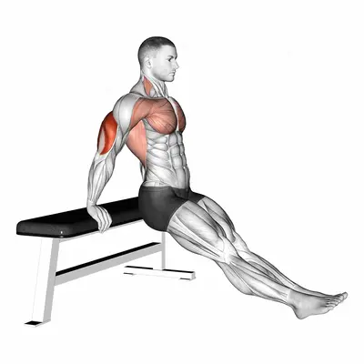 Bench dip on floor exercise targeting Upper Arms and Triceps Brachii
