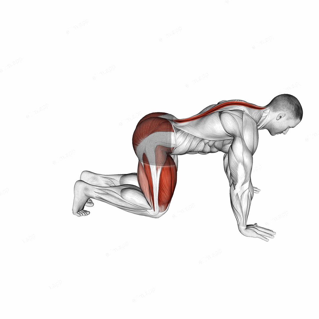 Kneeling Forward Hip Circles exercise targeting Hips