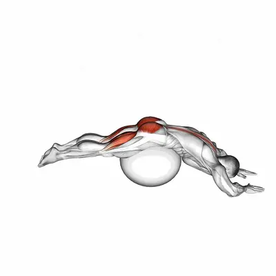 Reverse Hyper extension (on stability ball) exercise targeting Thighs and Erector Spinae